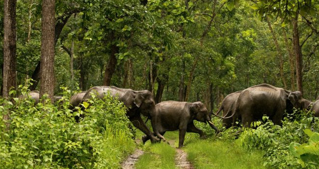 വ​നം​വ​കു​പ്പി​ന്‍റെ പ്ര​തി​രോ​ധ​ങ്ങൾ പരാജയം;  ജനങ്ങളെ ഭയപ്പെടുത്തി വന്യജീവികൾ