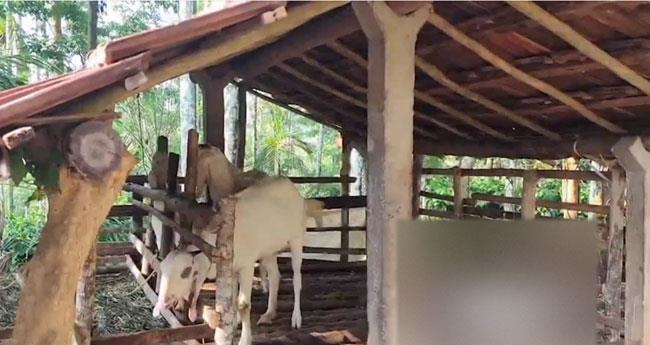 വ​യ​നാ​ട്ടി​ൽ വീ​ണ്ടും പു​ലി​യി​റ​ങ്ങി; ആ​ടി​നെ കൊ​ന്നു