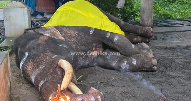 ഗു​രു​വാ​യൂ​ർ ദേ​വ​സ്വം കൊ​മ്പ​ൻ ഗോ​പീ​ക​ണ്ണ​ൻ ചെ​രി​ഞ്ഞു