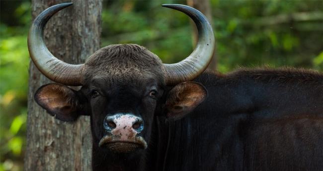 പാ​ല​ക്കാ​ട്ട് കാ​ട്ടു​പോ​ത്തി​ന്‍റെ ആ​ക്ര​മ​ണ​ത്തി​ൽ ഒ​രാ​ൾ​ക്ക് പ​രി​ക്ക്