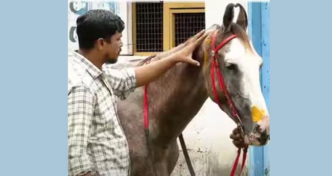 കു​തി​ര​യെ ആ​ക്ര​മി​ച്ച​വ​രി​ൽ ക്രി​മി​നി​ൽ കേ​സി​ലെ പ്ര​തി​യും; കേ​സെ​ടു​ത്ത് പോ​ലീ​സ്