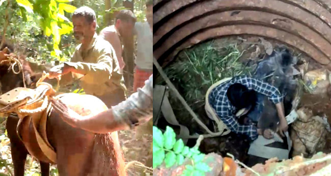 കി​ണ​റ്റി​ൽ വീ​ണ  കു​തി​ര​യെ  അ​ഗ്നി​ര​ക്ഷാസേ​ന  ക​ര​ക​യ​റ്റി
