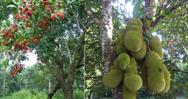 തോ​ട്ട​വി​ള​ക​ളാ​യി റ​ന്പു​ട്ടാ​നും പ്ലാ​വും ഉ​ൾ​പ്പെ​ടു​ത്തും