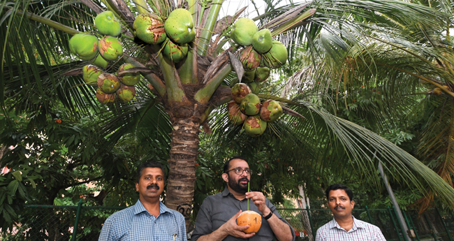 തെ​ങ്ങി​ന്‍റെ കാ​റ്റു​വീ​ഴ്ച  പ്ര​തി​രോ​ധി​ക്കാ​ൻ  വൃ​ക്ഷാ​യുർ​വേ​ദ മ​രു​ന്ന്