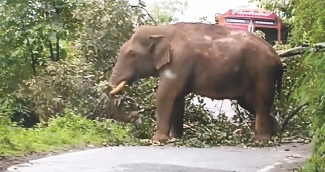 അ​മ്പ​ല​പ്പാ​റ​യി​ൽ ‘ക​ബാ​ലി   റോ​ഡ് ത​ട​ഞ്ഞു; യാ​ത്ര​ക്കാ​ർ കു​ടു​ങ്ങി