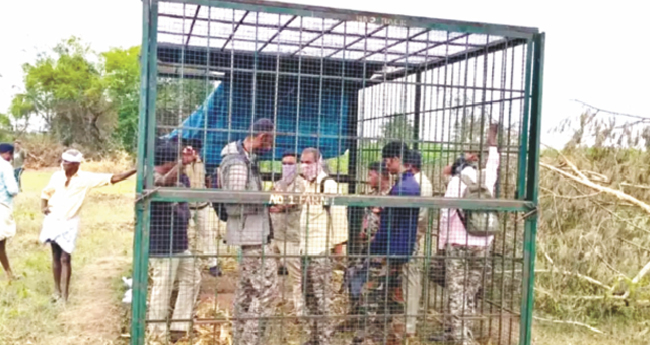 കടുവയ്ക്കു വച്ച കൂട്ടില്‍ ഉദ്യോഗസ്ഥരെ പൂട്ടി  നാട്ടുകാരുടെ പ്രതിഷേധം