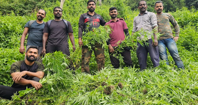 അ​ട്ട​പ്പാ​ടി​യി​ൽ വ​ൻ ക​ഞ്ചാ​വു​തോ​ട്ടം;  പ​തി​നാ​യി​ര​ത്തോ​ളം ചെ​ടി​ക​ൾ ന​ശി​പ്പി​ച്ച് പോ​ലീ​സ്