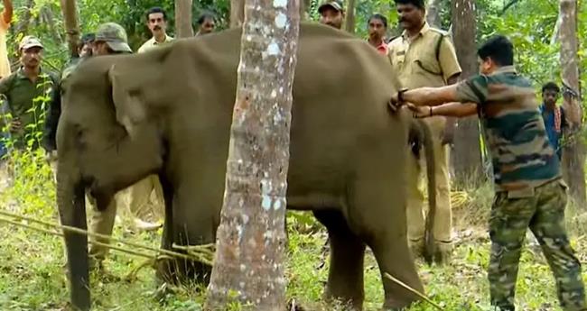 കു​ട്ടി​യാ​ന​യു​ടെ അ​ന്ന​നാ​ള​ത്തി​ന് ഉ​ൾ​പ്പെ​ടെ പ​രി​ക്ക്; അ​ന്വേ​ഷ​ണം പ്ര​ഖ്യാ​പി​ച്ചു