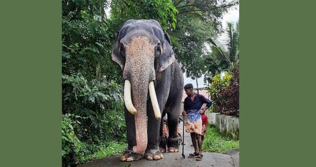 തൃശിവപേരൂര്‍ കര്‍ണന്‍ ചരിഞ്ഞു