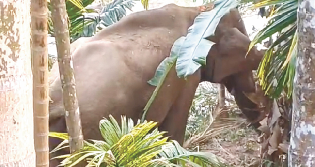 മ​സ്ത​ക​ത്തി​ൽ മു​റി​വേ​റ്റ കാ​ട്ടാ​നയ്ക്ക്‌ കൂ​ടൊ​രു​ക്കി ചി​കി​ത്സ