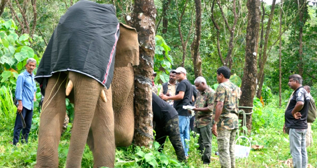 കാ​ലി​ൽ പ​രി​ക്കേ​റ്റ നി​ല​യി​ൽ ക​ണ്ടെ​ത്തി​യ കാ​ട്ടാ​ന​യ്ക്കു ചി​കി​ത്സ ന​ൽകി