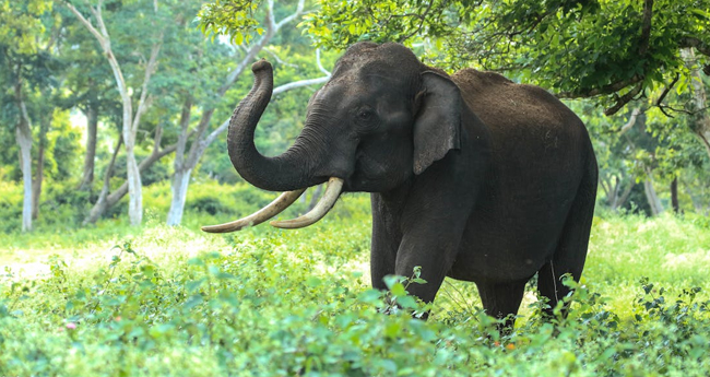 പെ​രു​മ​ലയിൽ ഒ​റ്റ​യാൻ ആ​ക്ര​മ​ണം; വാ​ഹ​ന​വും ഗേ​റ്റും ത​ക​ർ​ത്തു