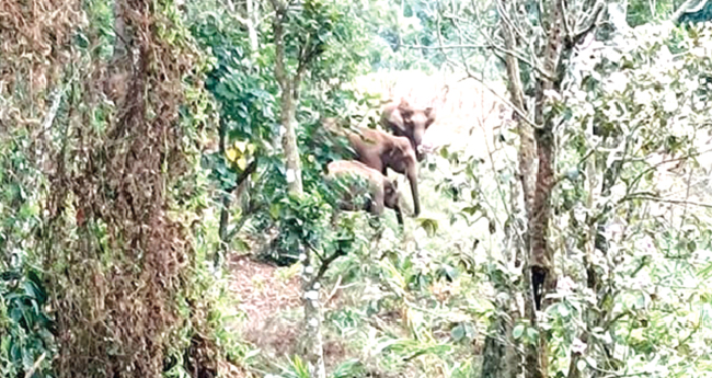 ശാ​ന്ത​ൻ​പാ​റയി​ൽ  കാട്ടാനശല്യം രൂക്ഷം