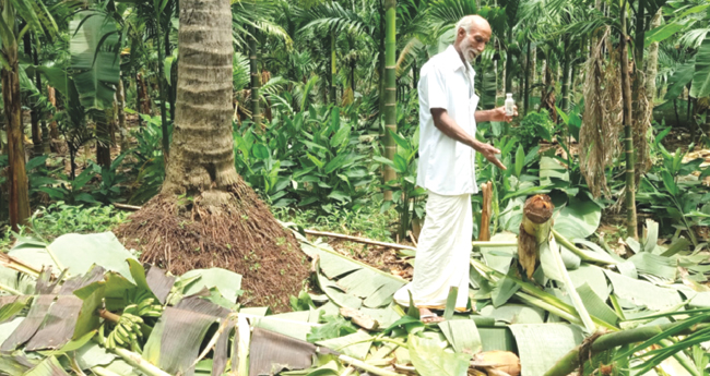 കാ​ട്ടാ​ന കൃഷി ന​ശി​പ്പി​ച്ചു; ആ​ത്മ​ഹ​ത്യാഭീ​ഷ​ണി മു​ഴ​ക്കി ക​ർ​ഷ​ക​ൻ
