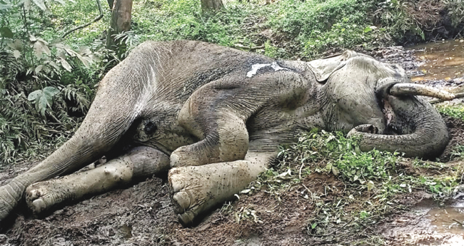 അ​വ​ശ​നി​ല​യി​ൽ ക​ണ്ട  കാ​ട്ടാ​ന ചെരി​ഞ്ഞു