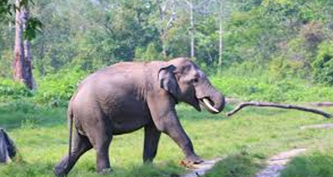കാട്ടാന ആക്രമണം അരുണാചൽ  മുൻ എംഎൽഎ കൊല്ലപ്പെട്ടു