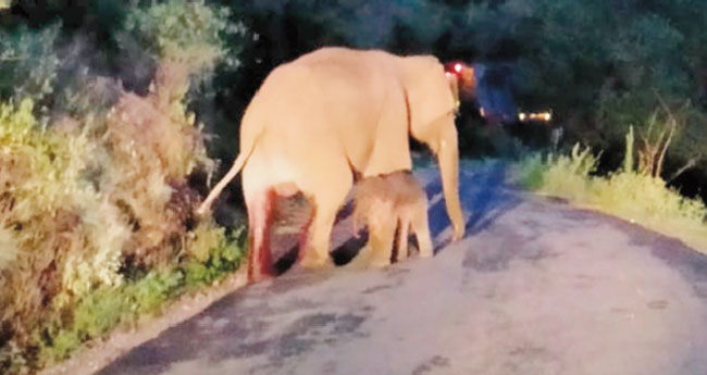 നടുറോഡിൽ കാട്ടാനയ്ക്കു സുഖപ്രസവം; രണ്ടു മണിക്കൂർ റോഡ് ബ്ലോക്ക്