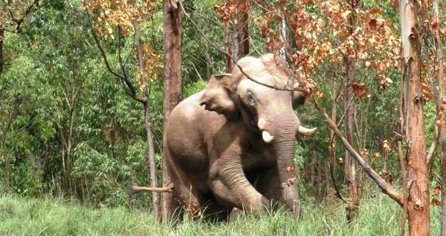 ഇ​ടു​ക്കി ജ​ന​വാ​സ​മേ​ഖ​ല​യി​ൽ വീ​ണ്ടും കാ​ട്ടാ​നകൾ