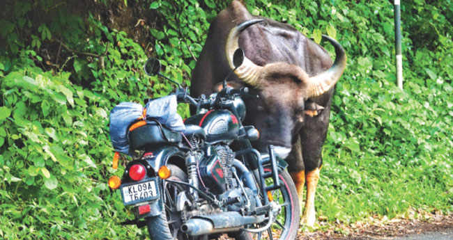നെ​ല്ലി​യാ​മ്പ​തി ചു​രം റോ​ഡി​ൽ  കാ​ട്ടു​പോ​ത്ത്; വി​നോ​ദ​സ​ഞ്ചാ​രി  ബൈ​ക്ക് ഉ​പേ​ക്ഷി​ച്ച് ര​ക്ഷ​പ്പെ​ട്ടു