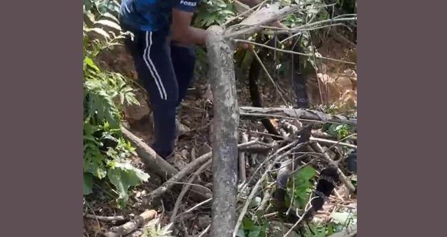 ശ​ബ​രി​മ‍​ല സ​ന്നി​ധാ​ന​ത്ത് നി​ന്ന് രാ​ജ​വെ​മ്പാ​ല​യെ പി​ടി​കൂ​ടി