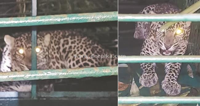 പു​ലി​ക​ളി​ലൊ​ന്ന് കൂ​ട്ടി​ലാ​യി; ഭീ​തി​യൊ​ഴി​യാ​തെ പ​ത്ത​നാ​പു​രം