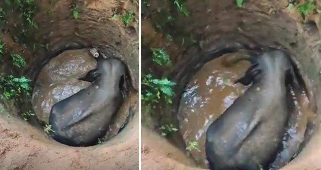 എ​റ​ണാ​കു​ള​ത്ത് കാ​ട്ടാ​ന കി​ണ​റ്റി​ൽ വീ​ണു