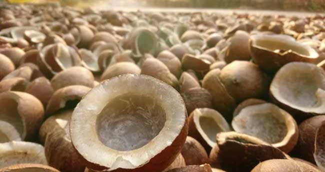 വി​പ​ണി കീ​ഴ​ട​ക്കി ത​മി​ഴ്നാ​ട് കൊ​പ്ര; കേ​രക​ർ​ഷ​ക​ർ​ക്കു തി​രി​ച്ച​ടി