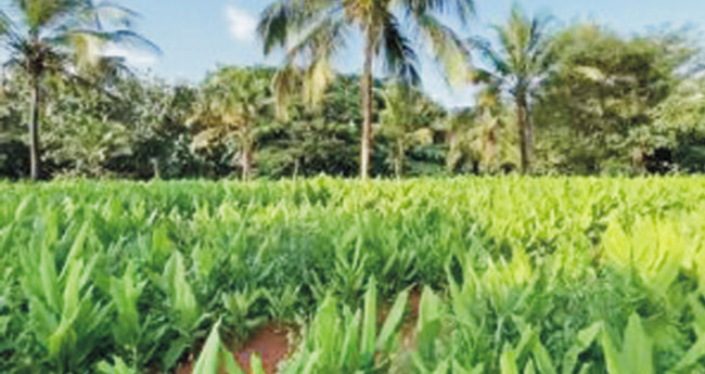 വനാശ്രിത ഗ്രാമങ്ങളില്‍ ഔഷധ സസ്യക്കൃഷി