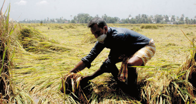 വേനൽമഴ കൊണ്ടുപോയത് 308 കോടിയുടെ കൃഷി