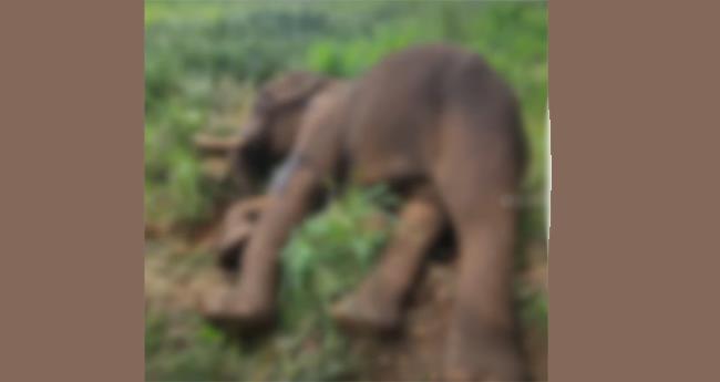 വെ​ടി​യേ​റ്റെ​ന്ന് സം​ശ​യം; പ​ത്ത​നം​തി​ട്ട​യി​ല്‍ കാ​ട്ടാ​ന ച​രി​ഞ്ഞ നി​ല​യി​ല്‍