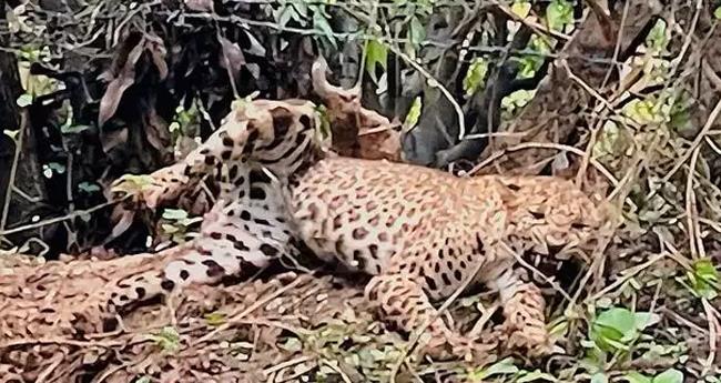 കൊ​ല്ല​ങ്കോ​ട്ടെ പു​ലി ച​ത്ത​ത് ആ​ന്ത​രി​ക ര​ക്ത​സ്രാ​വം മൂ​ലം;  പോ​സ്റ്റ്മോ​ർ​ട്ടം റി​പ്പോ​ർ​ട്ട് പു​റ​ത്ത്