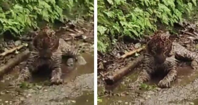 പ​രി​ക്കേ​റ്റ നി​ല​യി​ൽ പു​ലി​യെ ക​ണ്ടെ​ത്തി; ചി​കി​ത്സാ കേ​ന്ദ്ര​ത്തി​ലേ​ക്ക് മാ​റ്റും