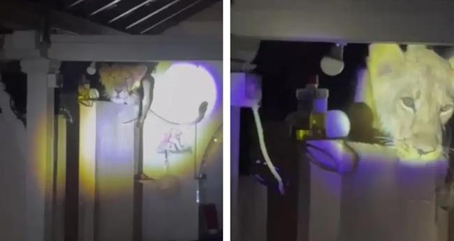 ഗു​ജ​റാ​ത്തി​ൽ വീ​ടി​നു​ള്ളി​ൽ സിം​ഹം; ര​ണ്ട് മ​ണി​ക്കൂ​ർ പ​രി​ഭ്രാ​ന്ത​രാ​യി കു​ടും​ബം