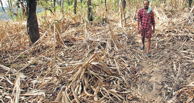 വ​ര​ൾ​ച്ച​യി​ലെ കൃ​ഷി​നാ​ശം; കേ​ന്ദ്ര​സ​ഹാ​യം  തേ​ടാ​ൻ കേ​ര​ളം
