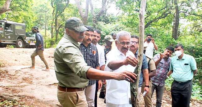 മറയൂരിൽ രണ്ടായിരം  ചന്ദനമരങ്ങളിൽ  വൈറസ് ബാധ