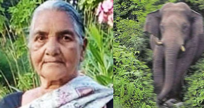 വാ​​​ൽ​​​പ്പാ​​​റ​​​യി​​​ൽ  കാ​ട്ടാ​ന​  ആ​ക്ര​മ​ണ​ത്തി​ൽ വ​യോ​ധി​ക മരിച്ചു
