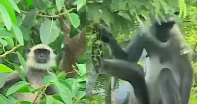 ര​ണ്ട് ഹ​നു​മാ​ൻ കു​ര​ങ്ങു​ക​ളെ കൂ​ട്ടി​ലാ​ക്കി; മൃ​ഗ​ശാ​ല​യി​ലേ​ക്ക് സ​ന്ദ​ര്‍​ശ​ക​രെ പ്ര​വേ​ശി​പ്പി​ക്കി​ല്ല