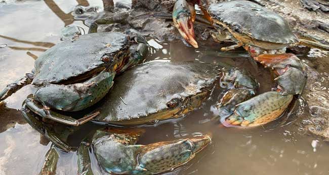 ഞ​ണ്ട് ഹാ​ച്ച​റി സാ​ങ്കേ​തി​ക​വി​ദ്യ​ക്കു പേ​റ്റ​ന്‍റ്