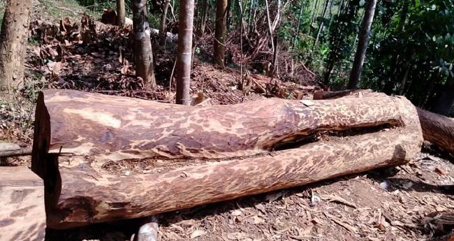 മു​ട്ടി​ൽ മ​രം​മു​റി കേ​സ്; പി​ഴ ചു​മ​ത്തി റ​വ​ന്യു വ​കു​പ്പ്