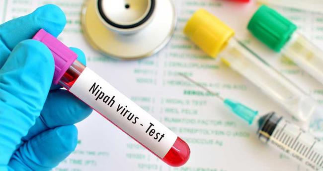 നി​പ; മ​ല​പ്പു​റ​ത്തും ജാ​ഗ്ര​താ നി​ർ​ദേ​ശം, ജാ​ന​കി​ക്കാ​ട്ടി​ൽ കാ​ട്ടു​പ​ന്നി​യു​ടെ ജ​ഡം ക​ണ്ടെ​ത്തി