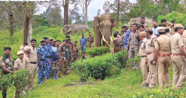 ഓ​വാ​ലി​യി​ലെ കൊ​ല​യാ​ളി കൊ​ന്പ​നെ മ​യ​ക്കു​വെ​ടി​വ​ച്ചു പി​ടി​കൂ​ടി
