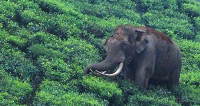 പ​ട​യ​പ്പ​യ്ക്ക് മ​ദ​പ്പാ​ട് സ്ഥി​രീ​ക​രി​ച്ചു; ആ​ന​യെ നി​രീ​ക്ഷി​ക്കാ​ൻ പ്ര​ത്യേ​ക സം​ഘം