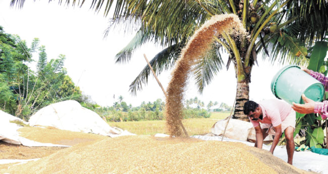 നെ​ല്ല് സം​ഭ​ര​ണം: സ​പ്ലൈ​കോ​യ്ക്ക്  50 കോ​ടി അ​നു​വ​ദി​ച്ചു