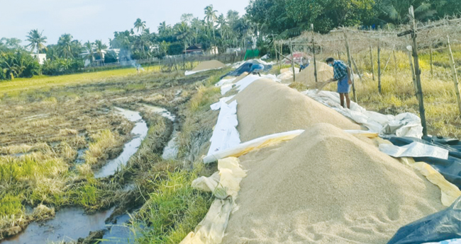 പാടശേഖരങ്ങളിൽ നെല്ല് കെട്ടിക്കിടക്കുന്നു; കുട്ടനാട്ടിൽ കർഷകർ ആശങ്കയിൽ