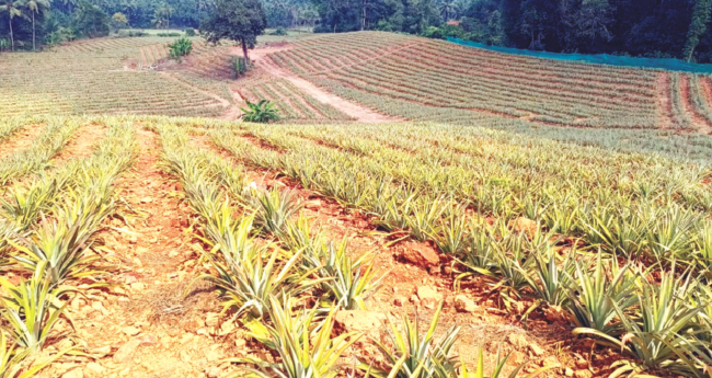 യൂ​റി​യ​യും പൊ​ട്ടാ​ഷും കിട്ടാനില്ല; കർഷകർ പ്രതിസന്ധിയിൽ