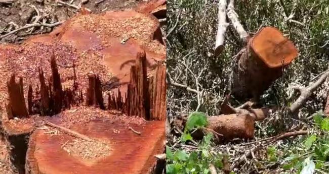 ആ​റ​ളം ഫാ​മി​ൽ നി​ന്ന് സം​ര​ക്ഷി​ത മ​ര​ങ്ങ​ള്‍ മു​റി​ച്ച് ക​ട​ത്തി