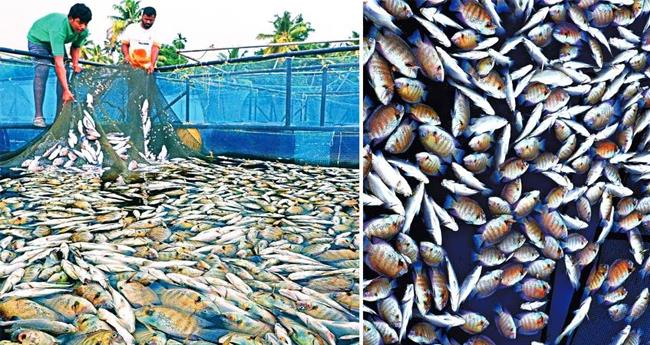 മ​ത്സ്യ​ക്കു​രു​തി; ക​ര്‍​ഷ​ക​ര്‍​ക്കു ന​ഷ്‌ടം ഒ​ന്‍​പ​ത് കോ​ടി