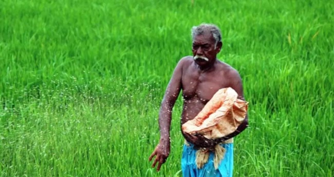നെല്‍കര്‍ഷകർക്കുള്ള വായ്പാ  വിതരണത്തില്‍നിന്നു കാനറാബാങ്ക് പിന്മാറി