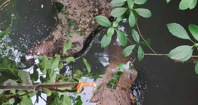 കി​ണ​റി​ല്‍ ച​ത്ത​നി​ല​യി​ൽ കാ​ട്ടു​പ​ന്നി​ക​ളെ ക​ണ്ടെ​ത്തി