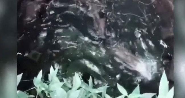 പാ​ല​ക്കാ​ട് കാ​ട്ടു​പ​ന്നി​ക്കൂ​ട്ടം കി​ണ​റ്റി​ൽ വീ​ണു